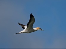 seabird